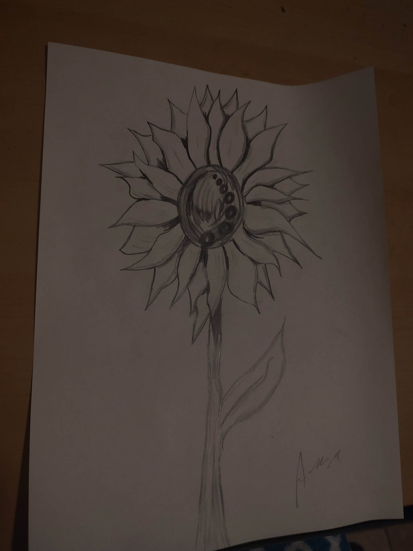 Sunflower