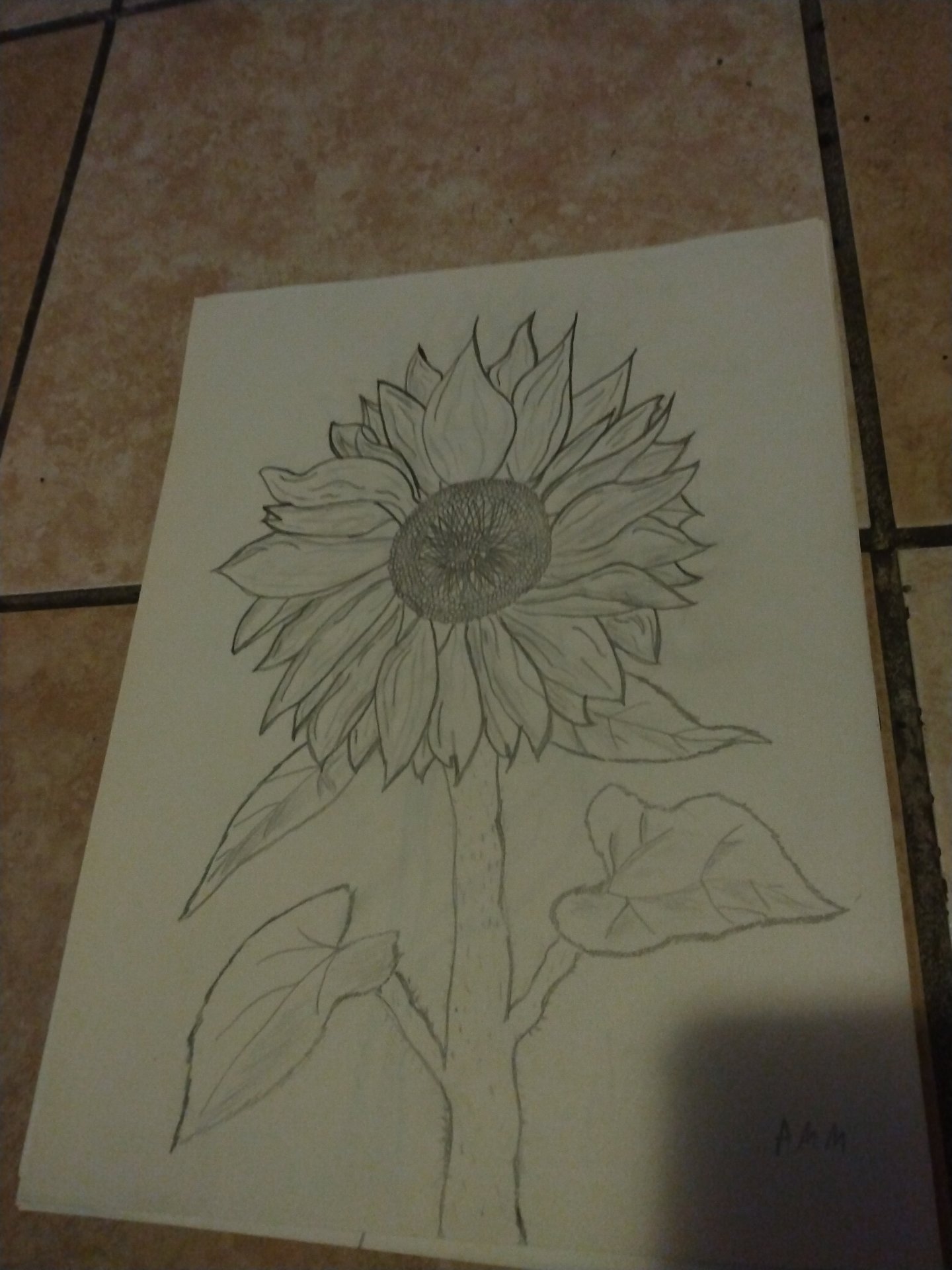 Sunflower