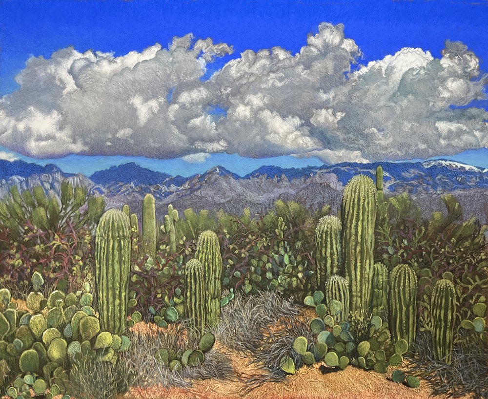 Saguaro National Park in Spring