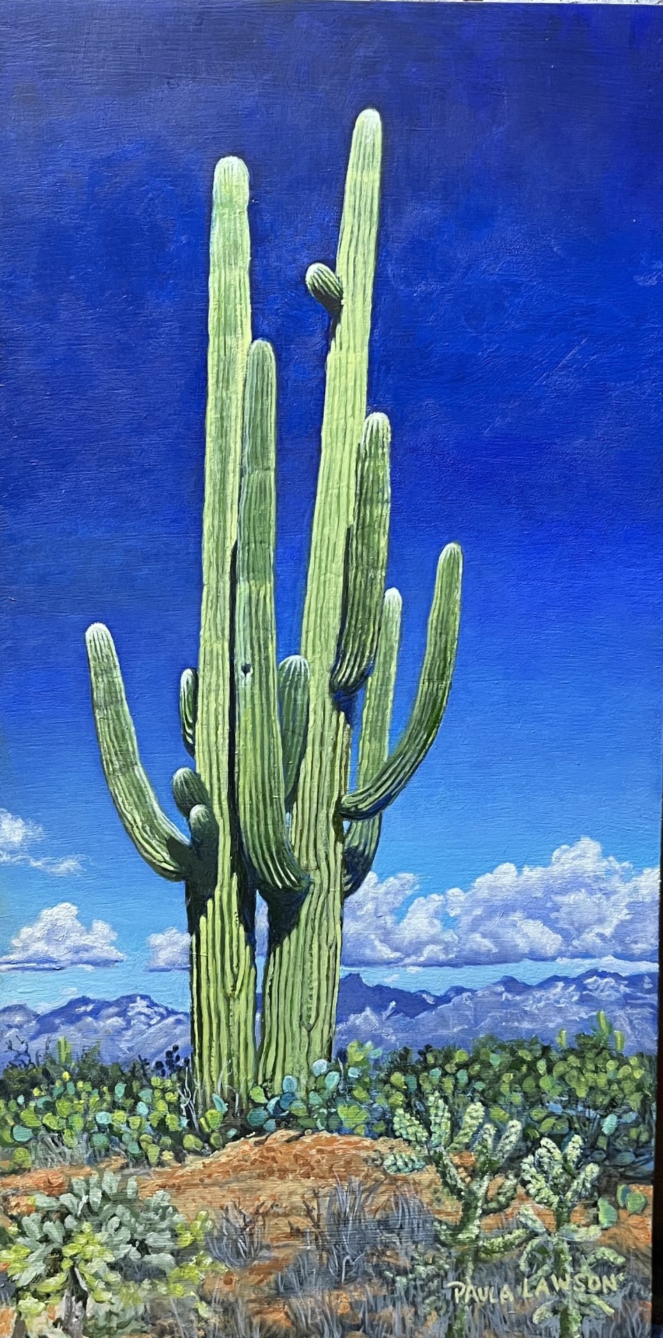 Saguaro cactus
