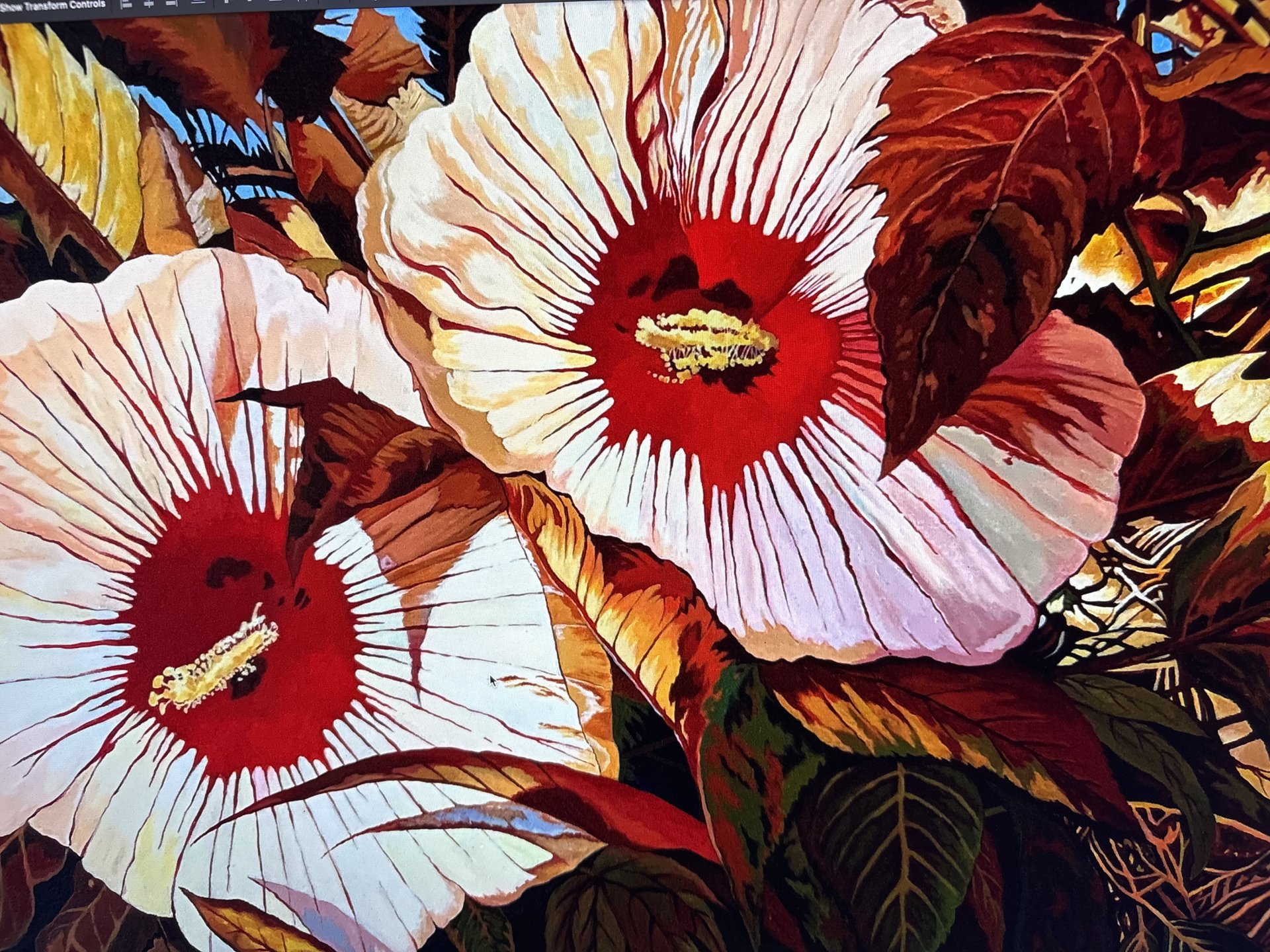 Hibiscus summer