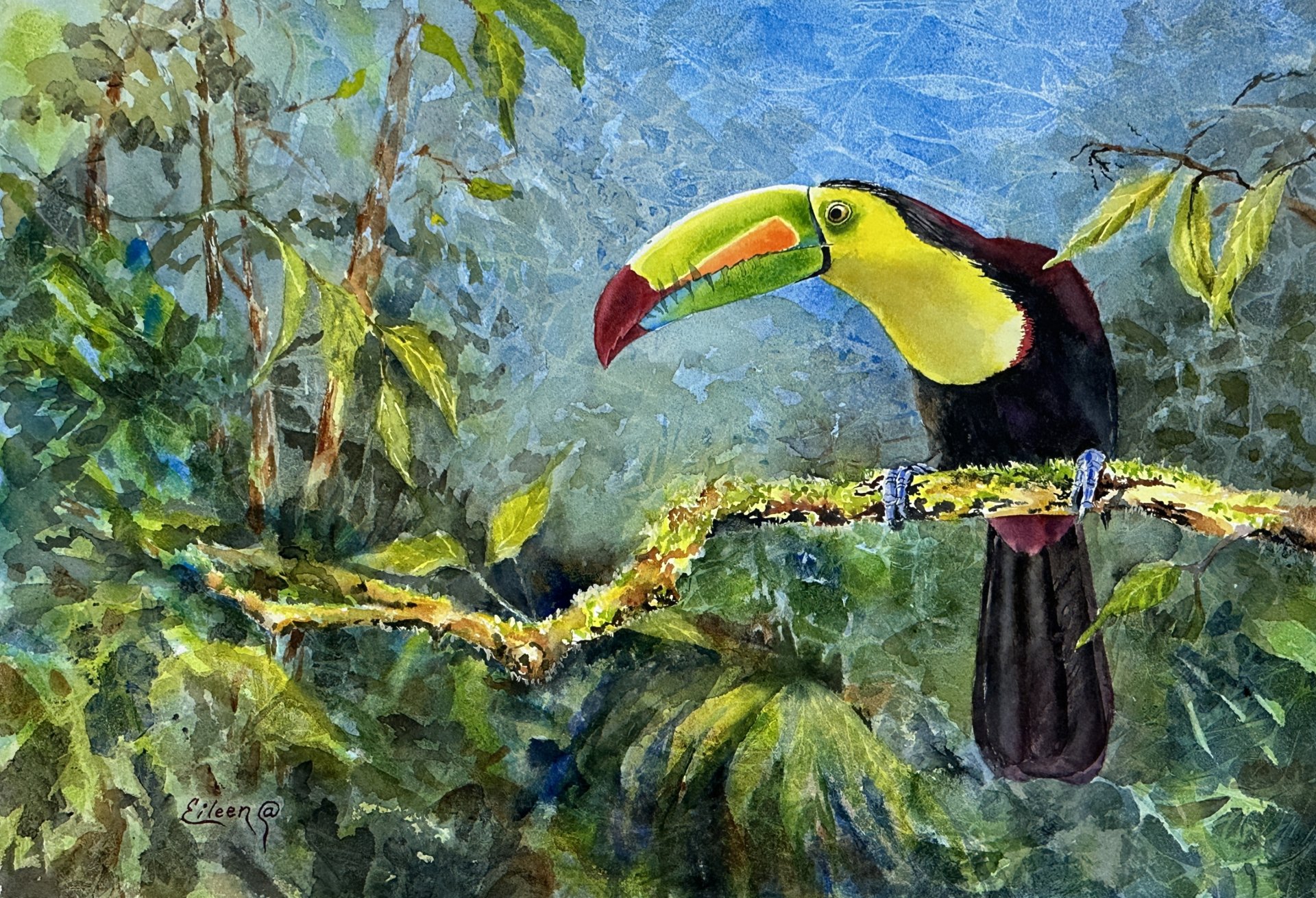 Who Can, Toucan