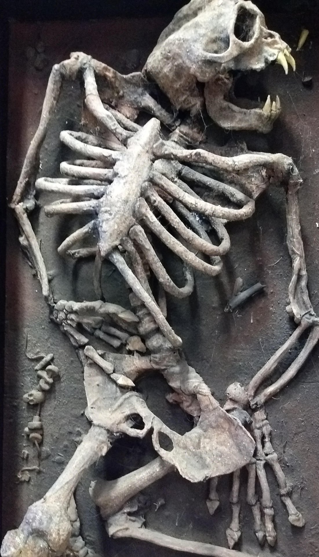 Noemoco female,(burial site)