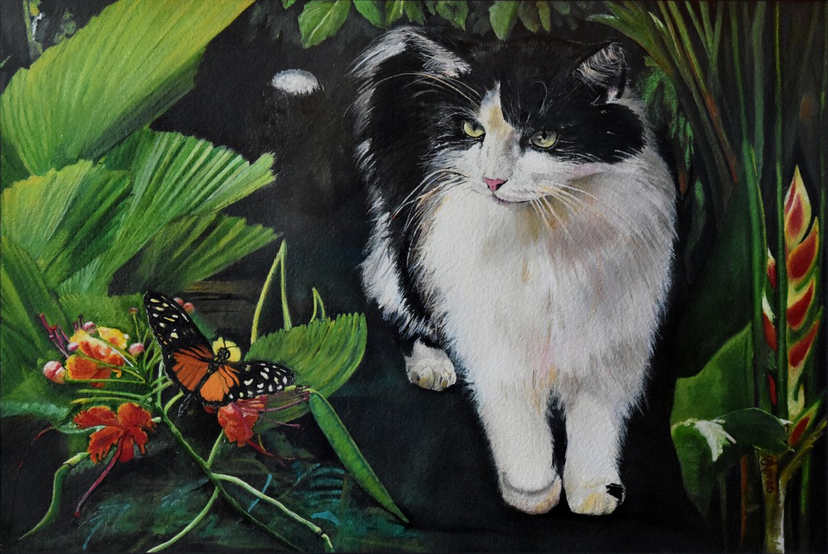 Costa Rica Cat