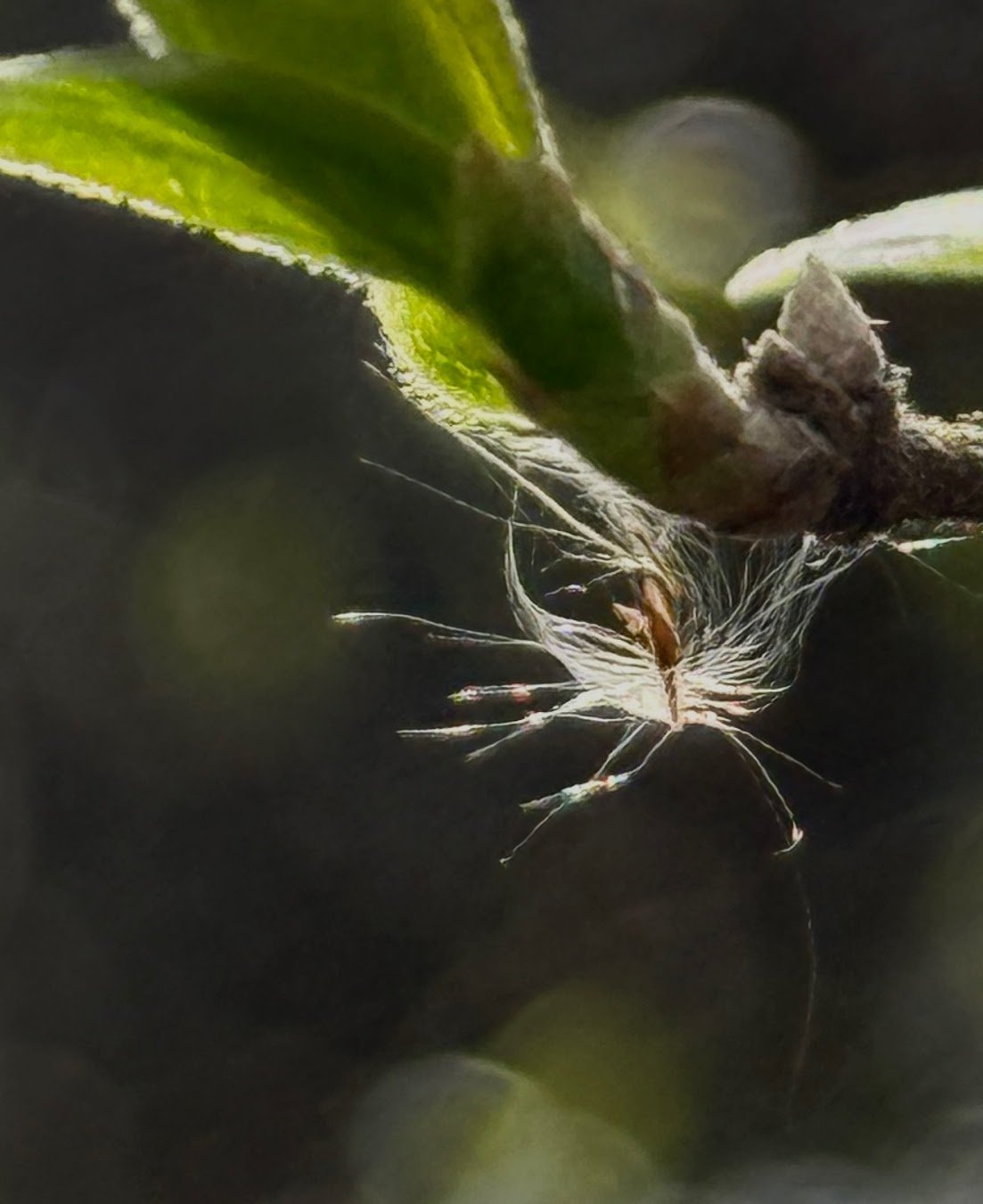 A bit of fluff