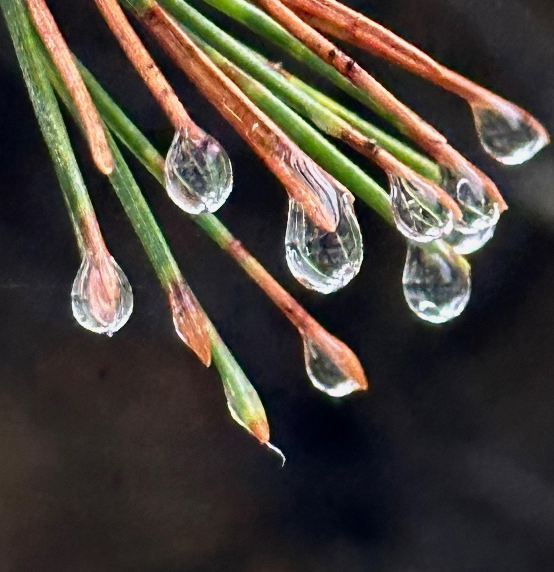 Rainbow Drops