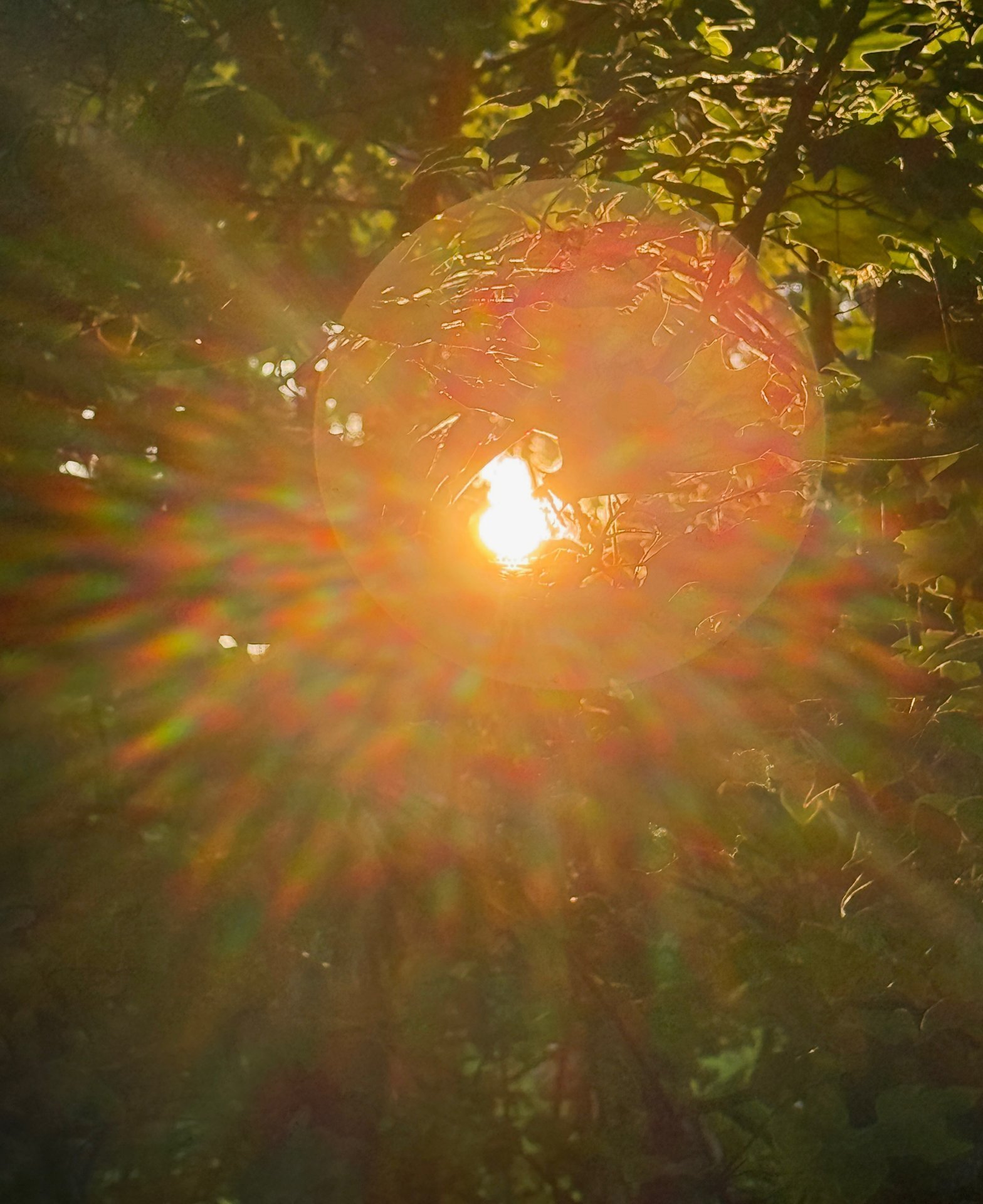 Sunburst