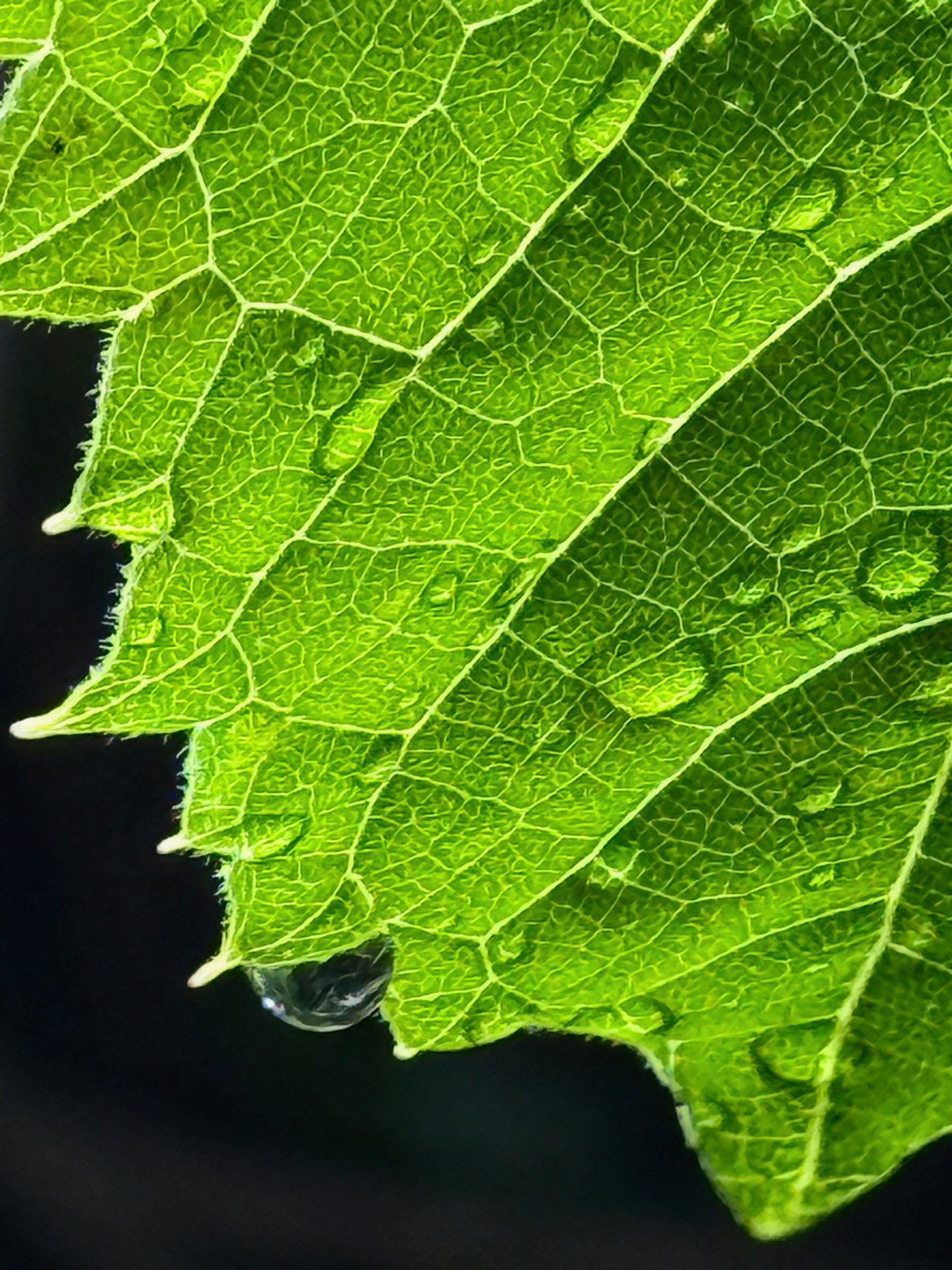 Jagged Green Drop