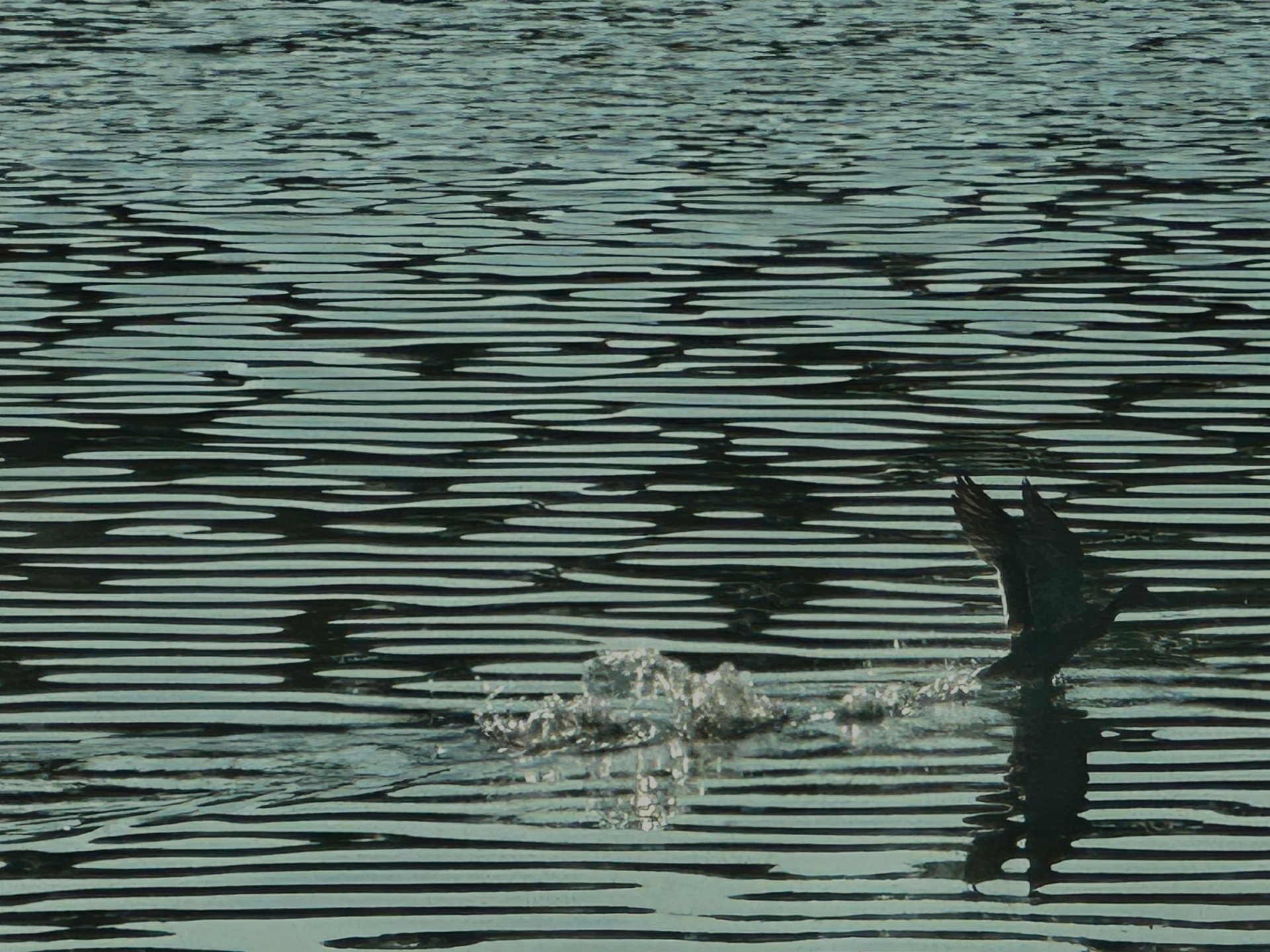 Green duck flight