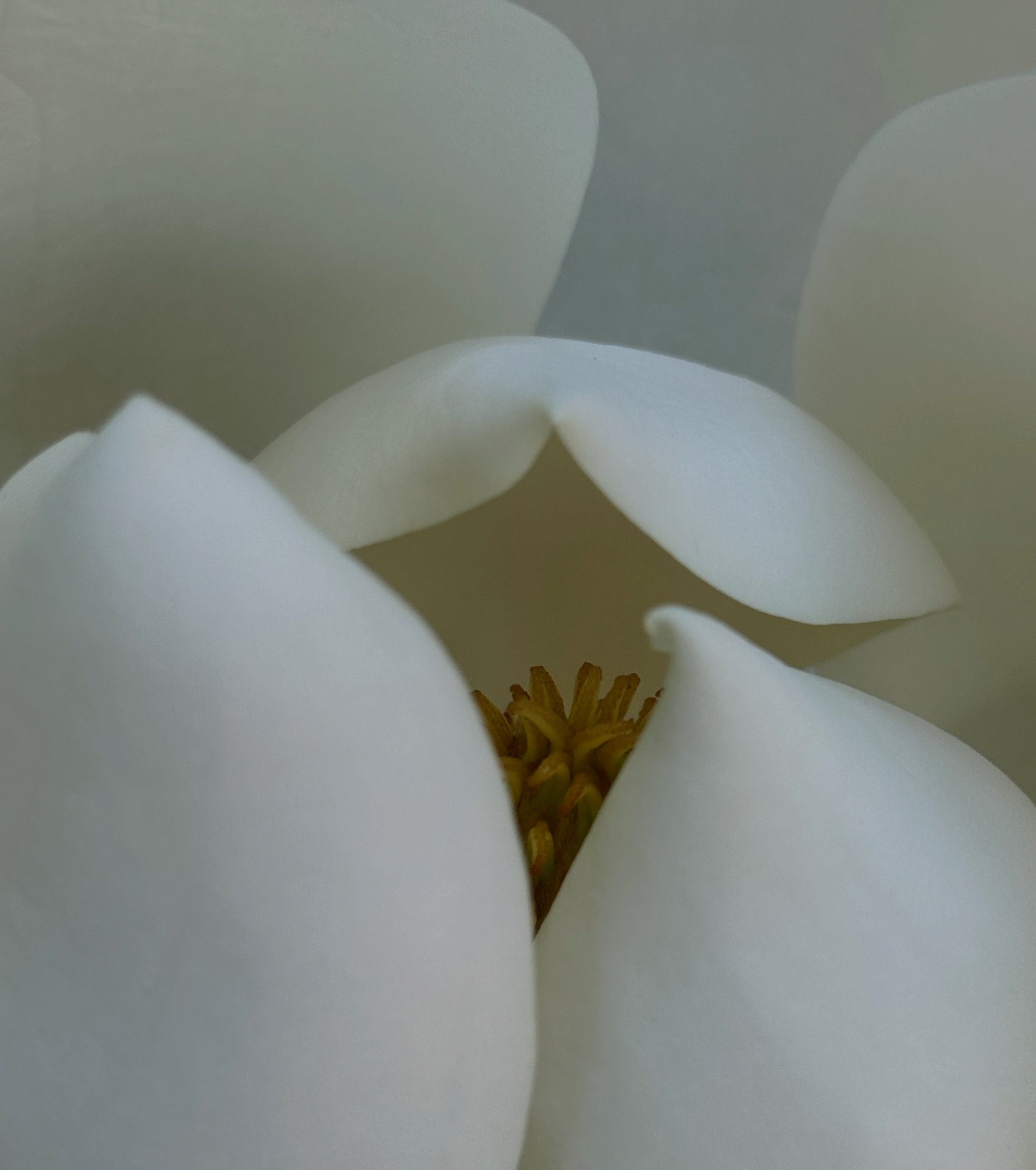 White Magnolia