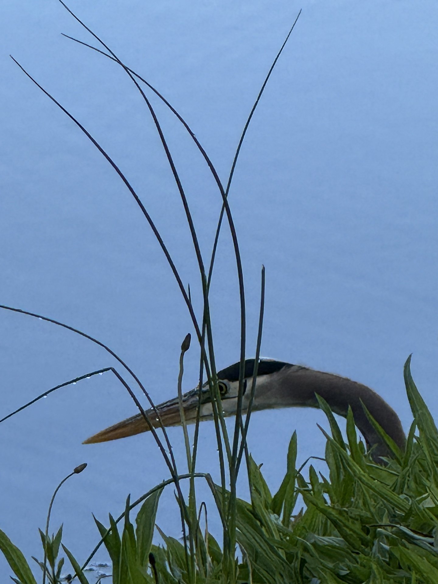 Peekaboo Heron