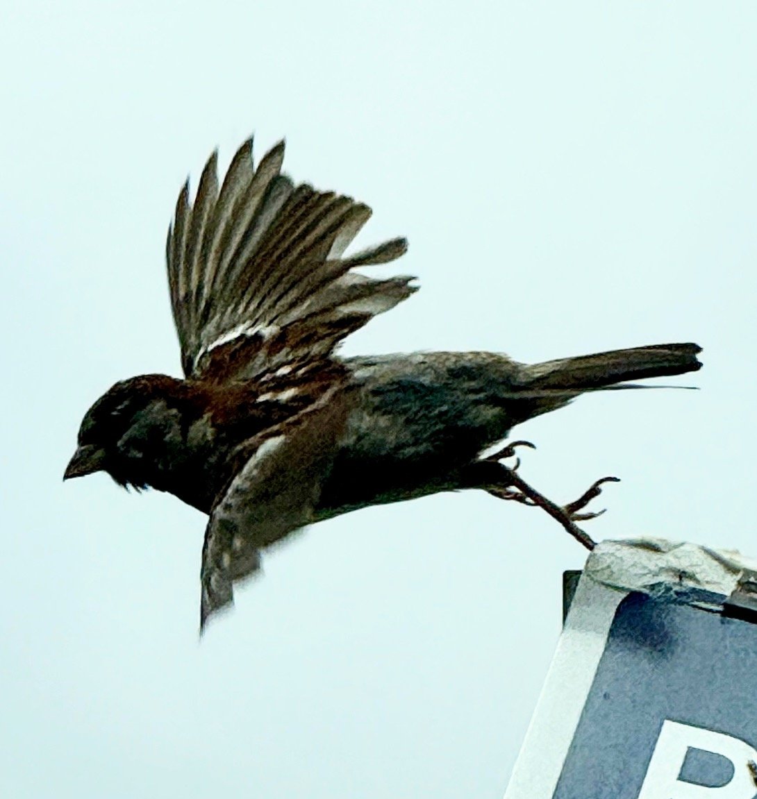 Sparrow launch