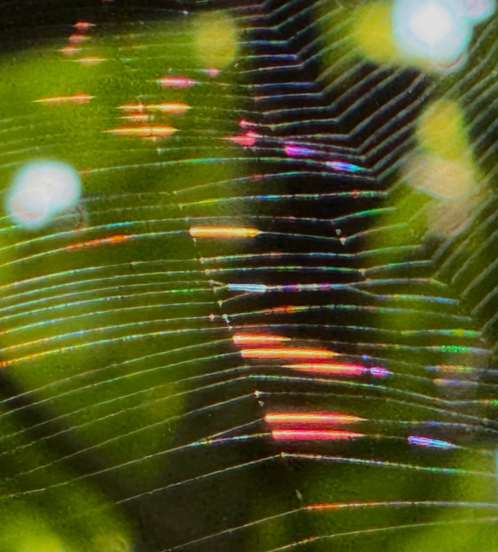 Many colored web
