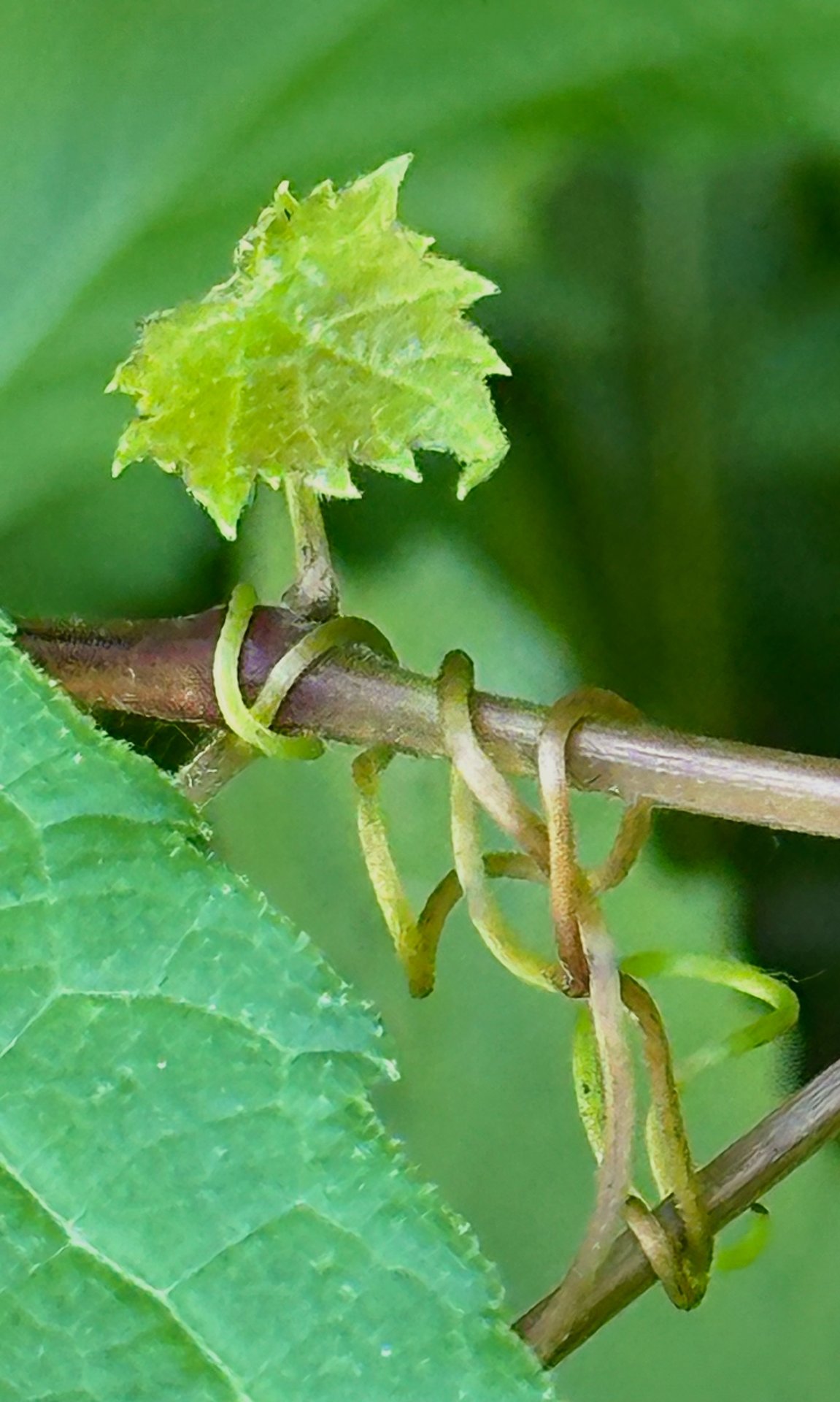 Nature's grasp