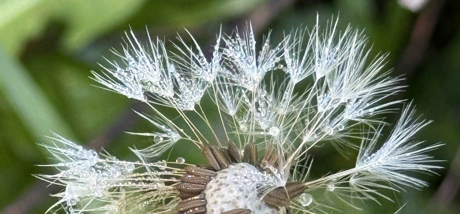 Dandelion sprinkles