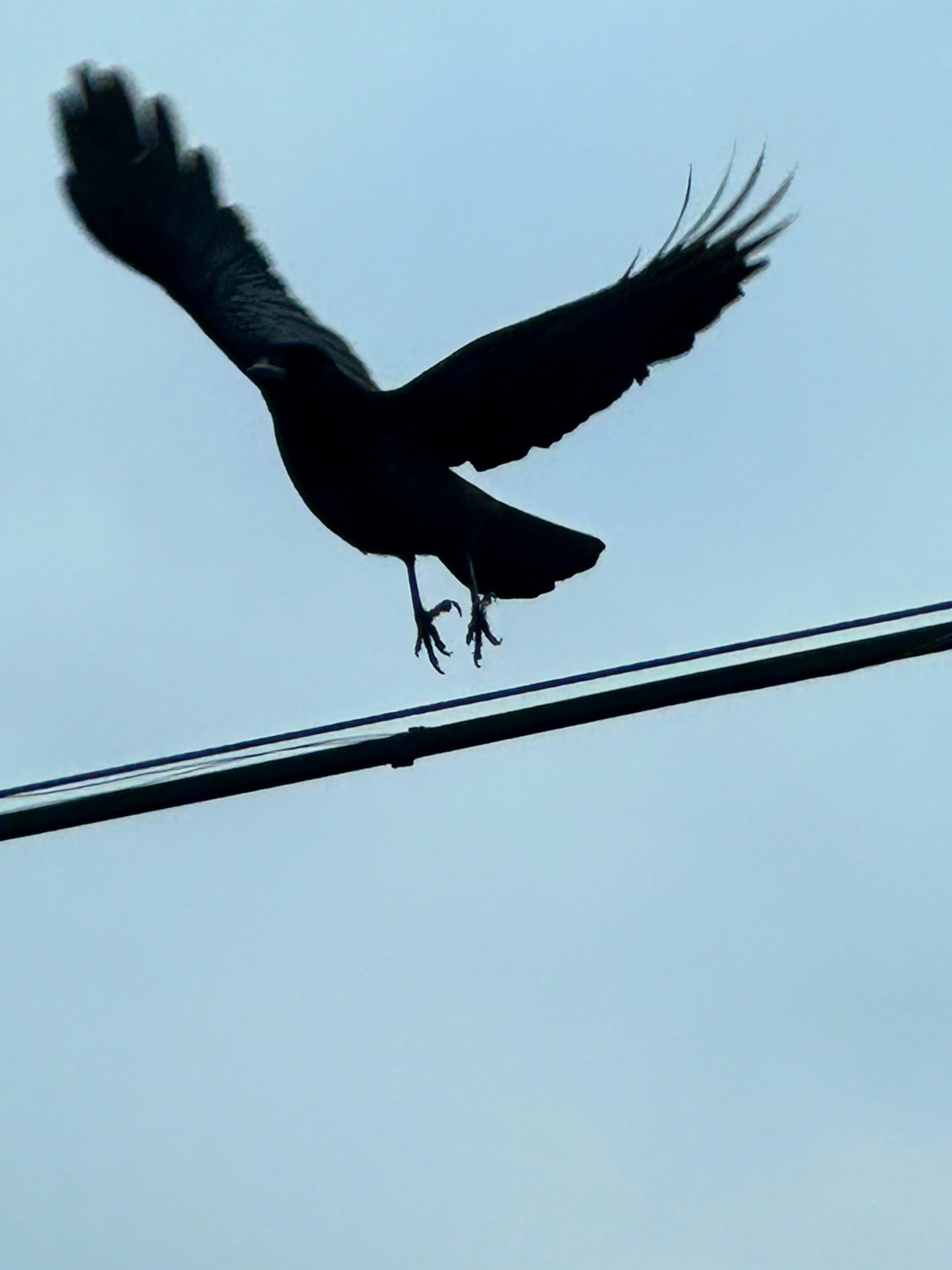 Bye Bye Blackbird