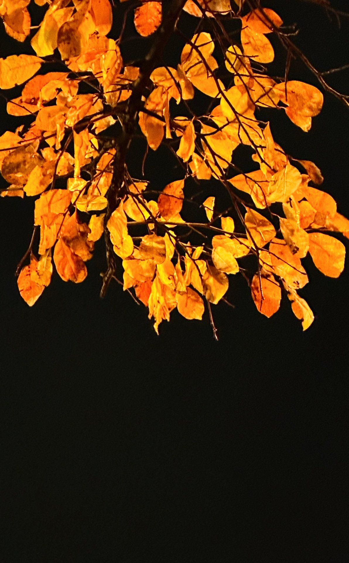 Ryman leaves