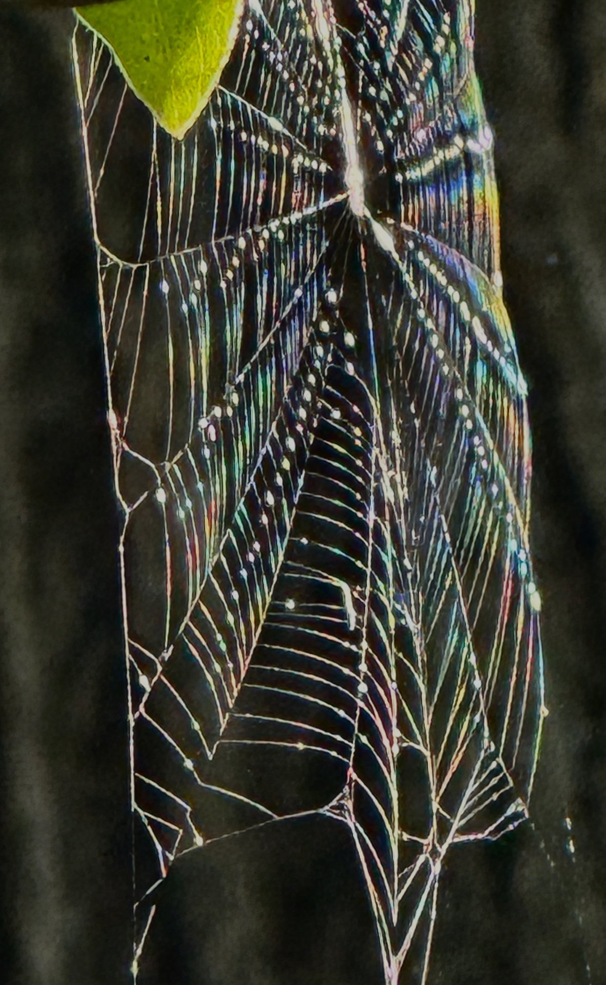 Spiderweb in blues