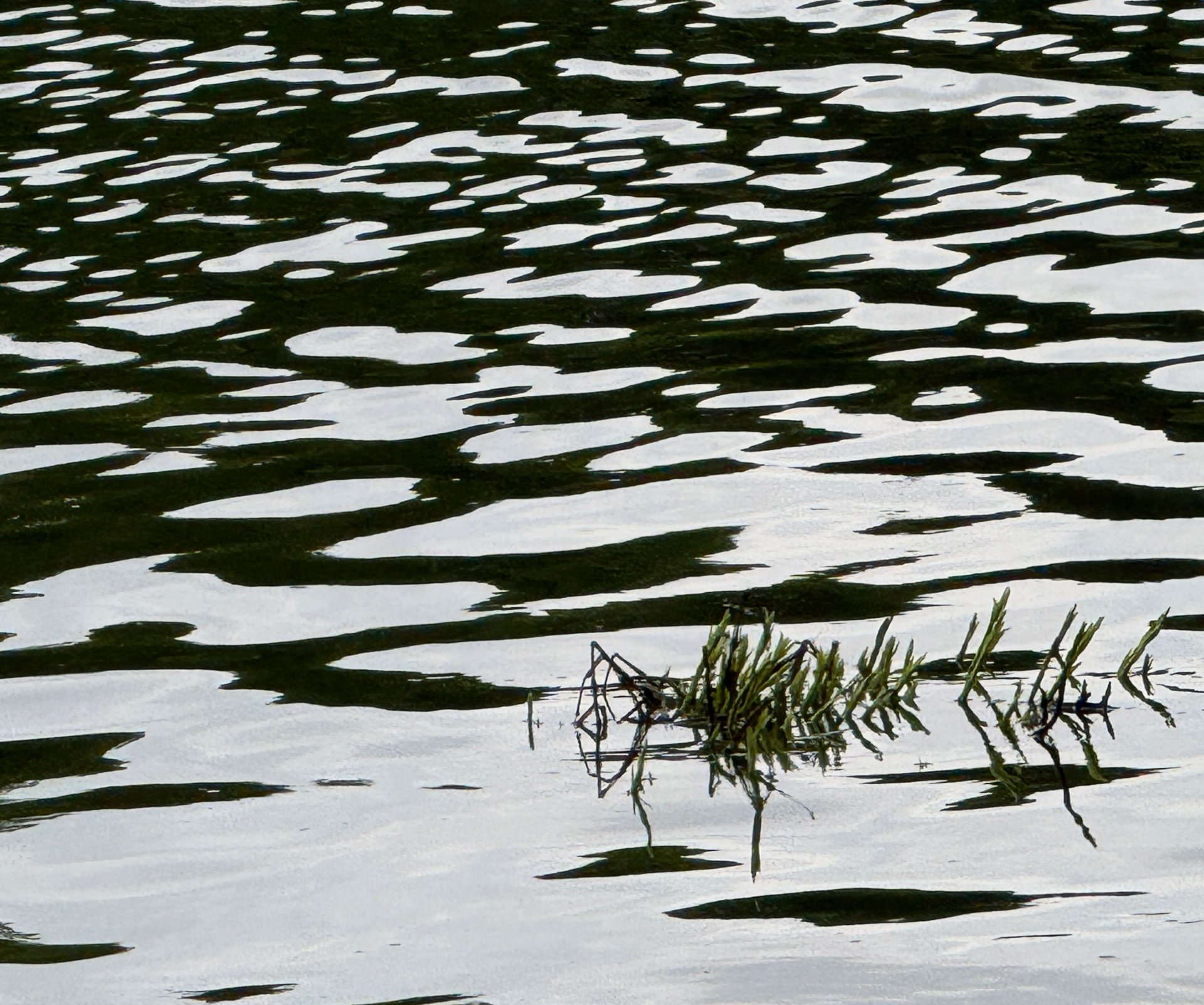 Liquid Calligraphy