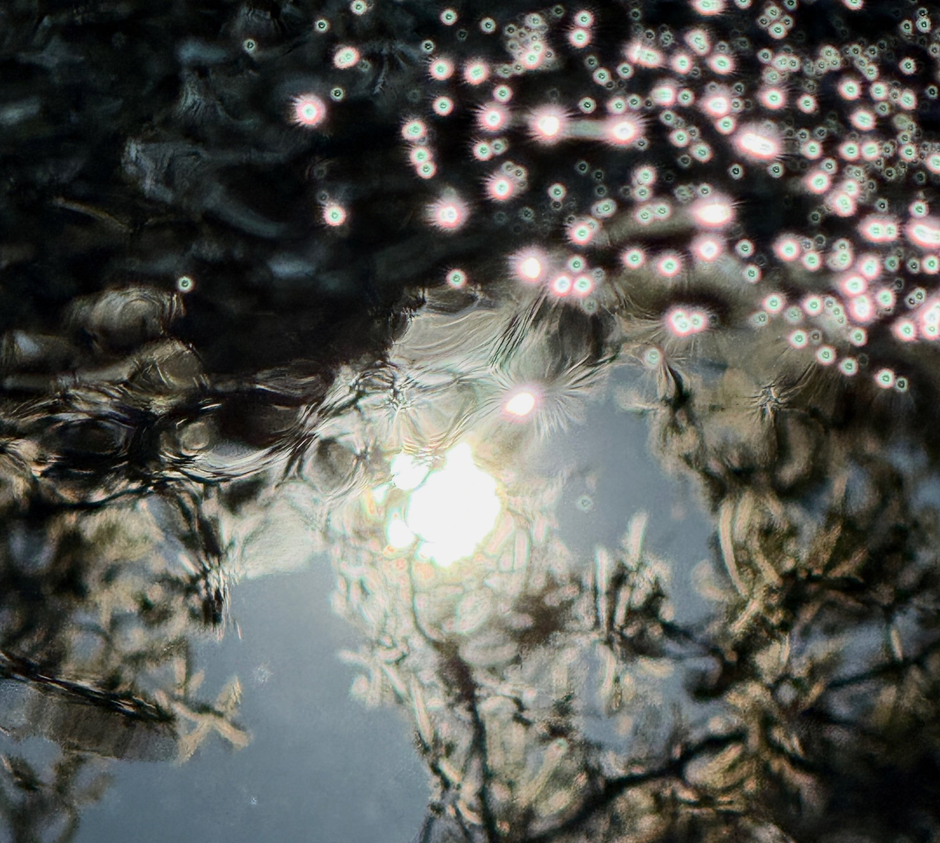 Puddle Portal