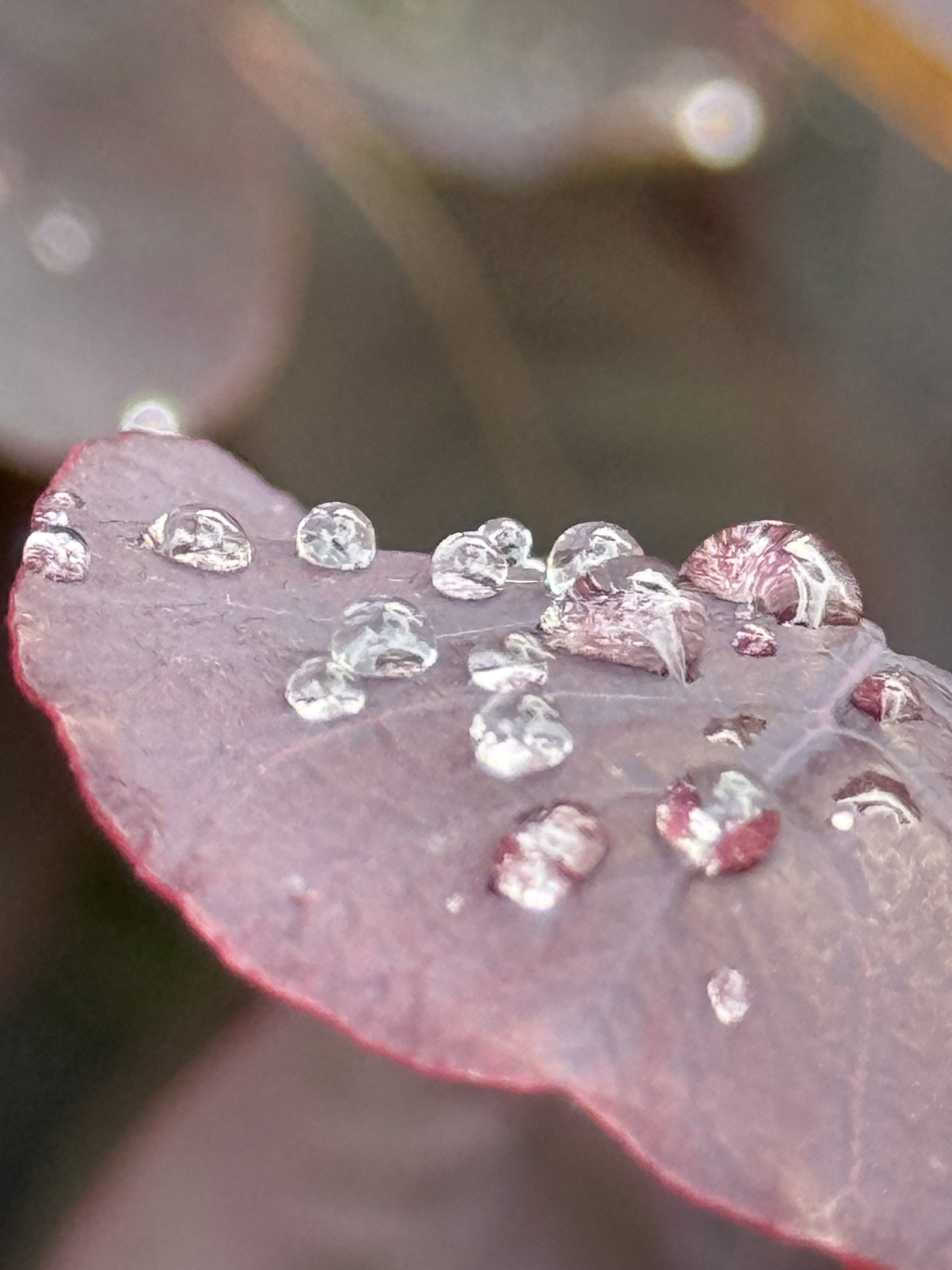 Worlds poised on a red leaf