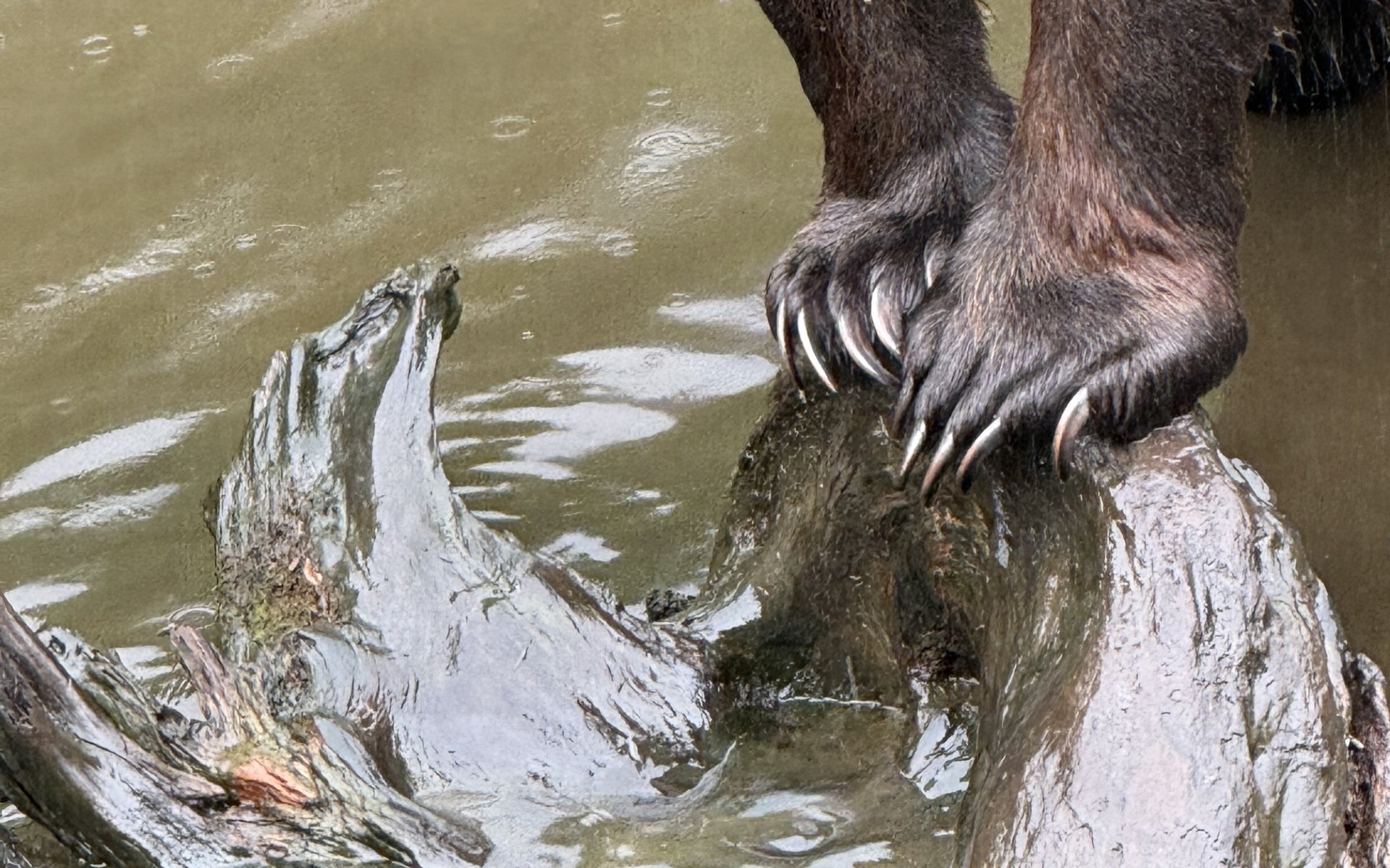 Claws