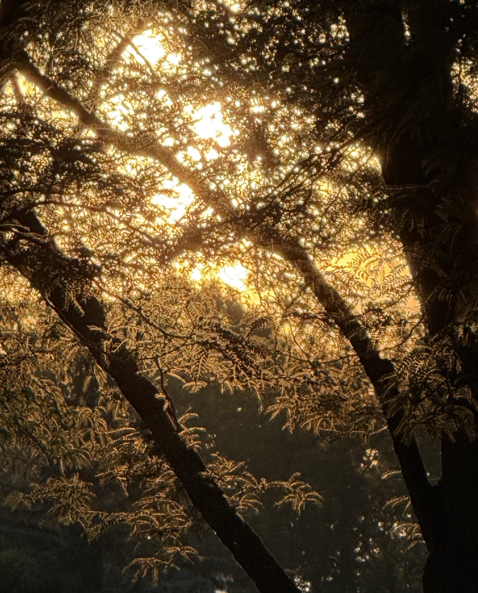 Feathery Daybreak