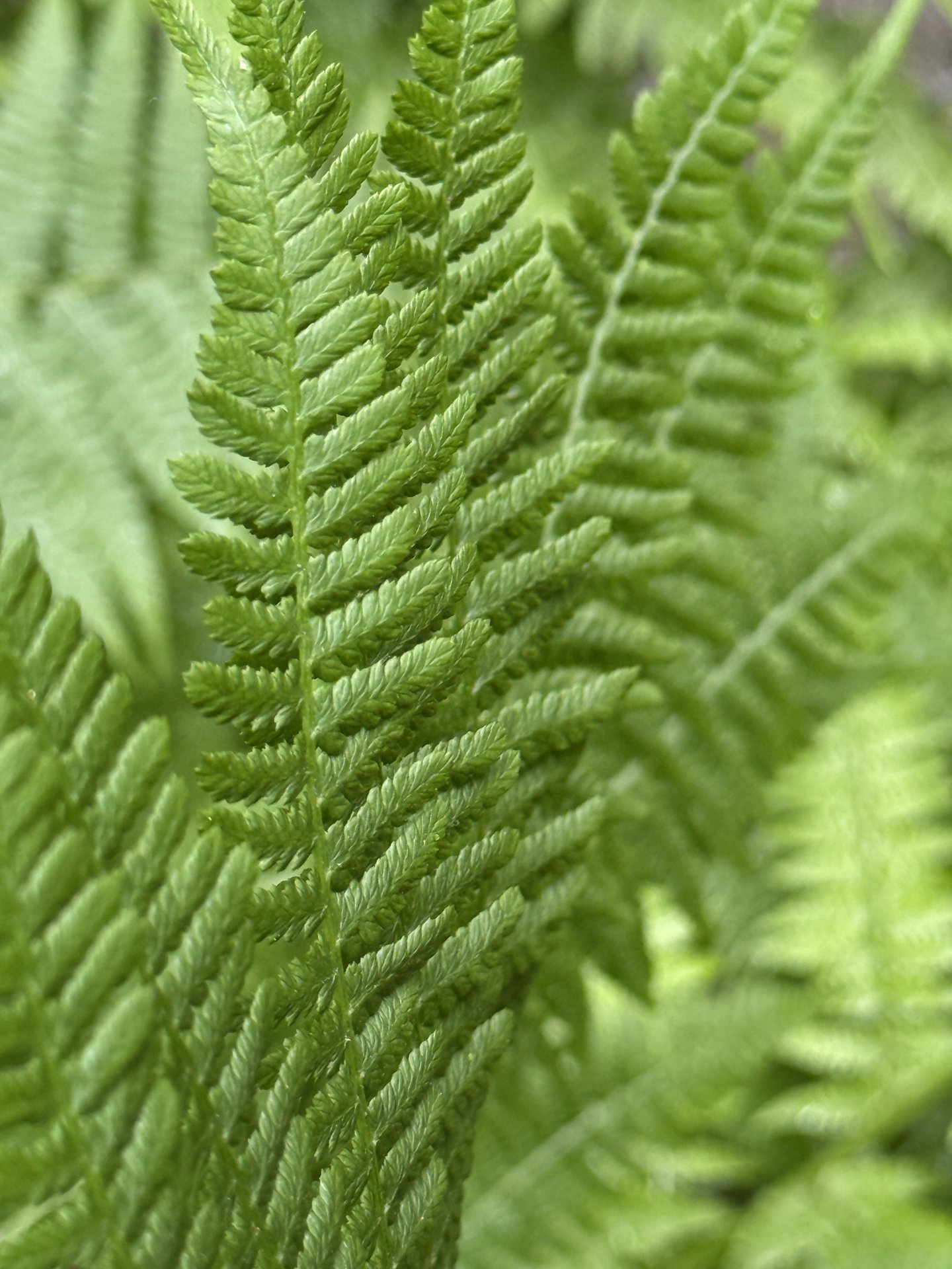 Fern Fan