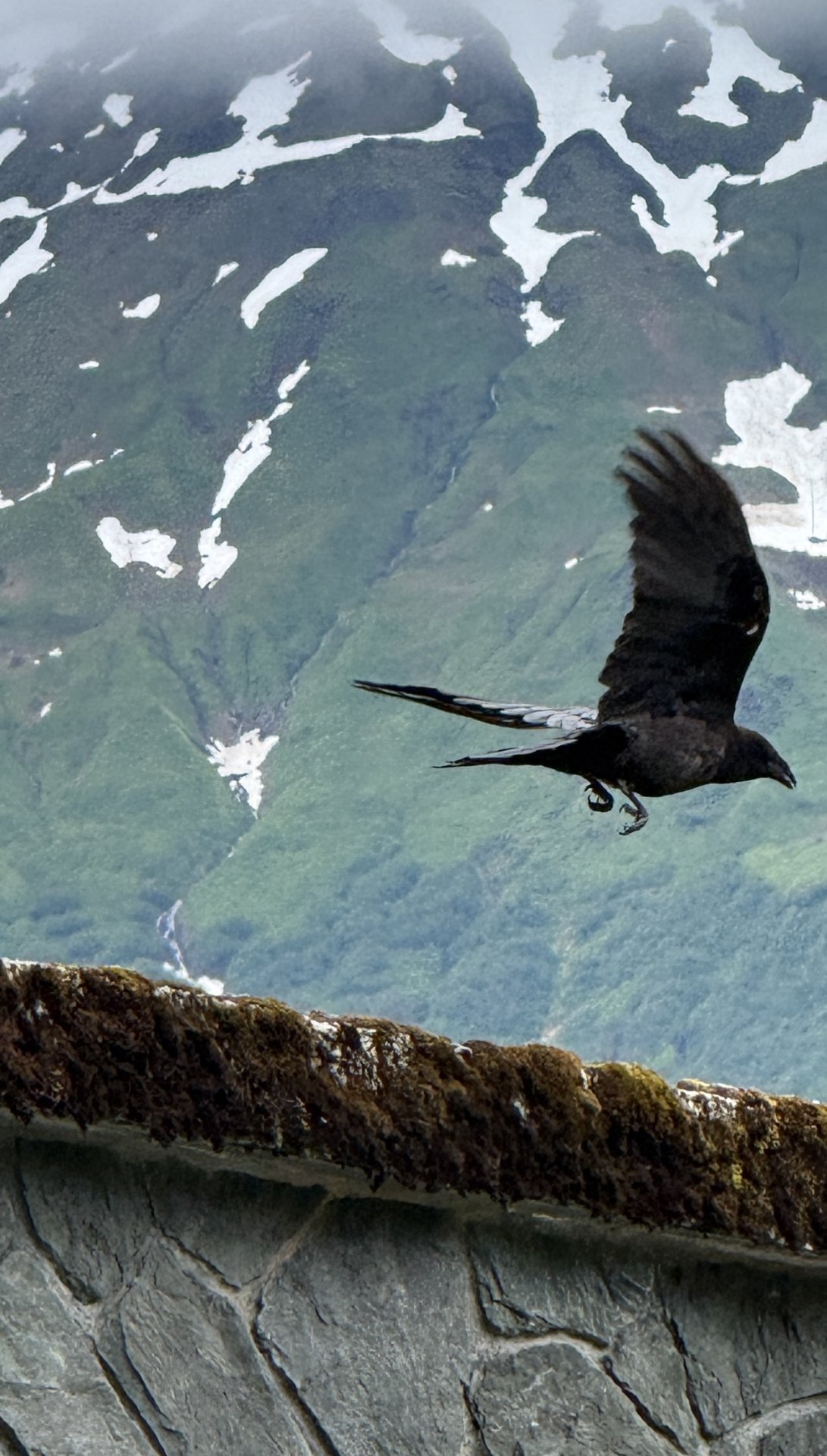 Glacier Guest