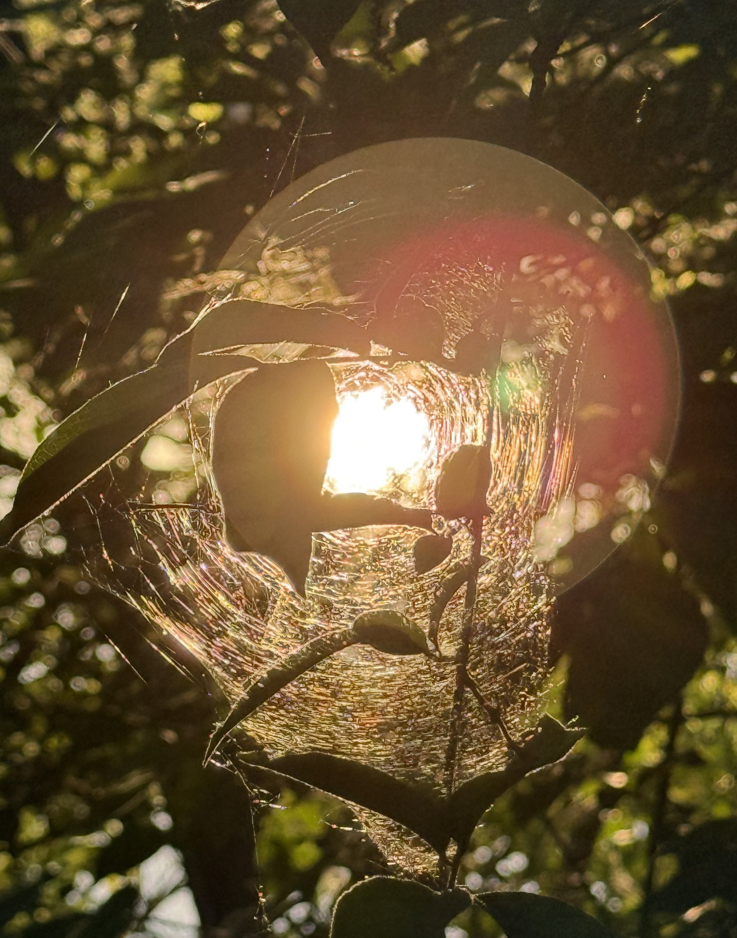 Sun Caught in a Web