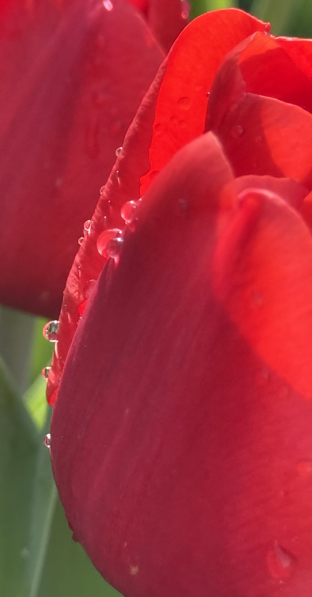 Tulip-kissed