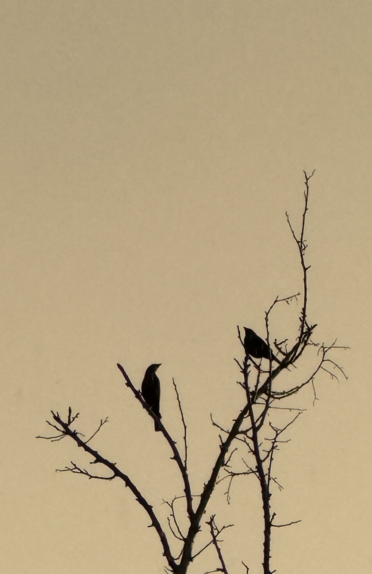Morning Conversation