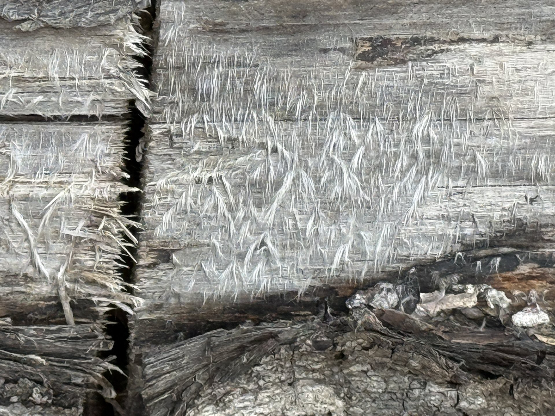 Whispering Wood