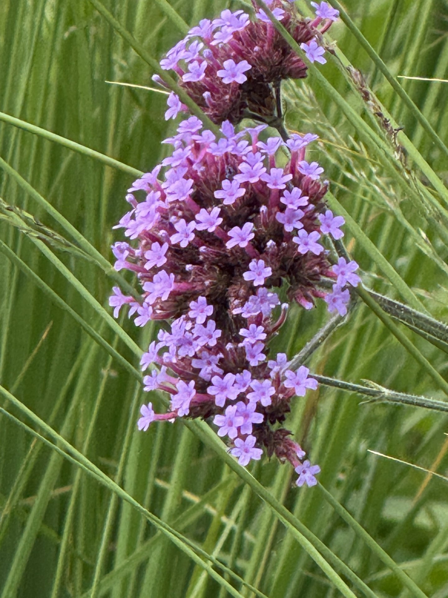 Hanging Purple