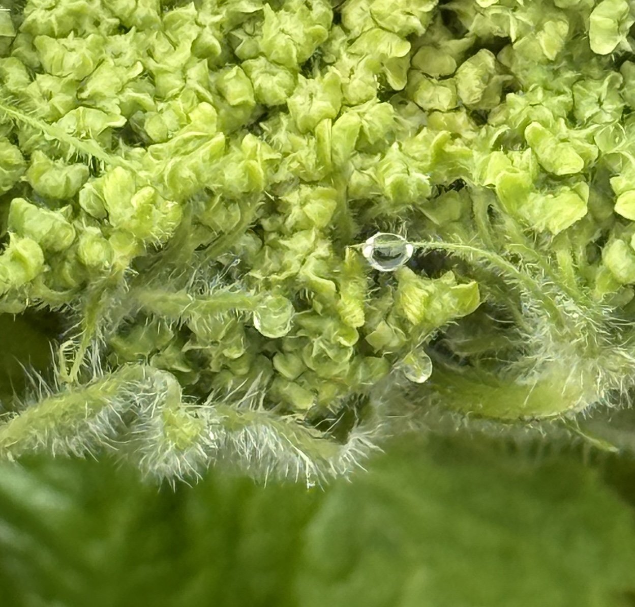 Vegetating Vegetation