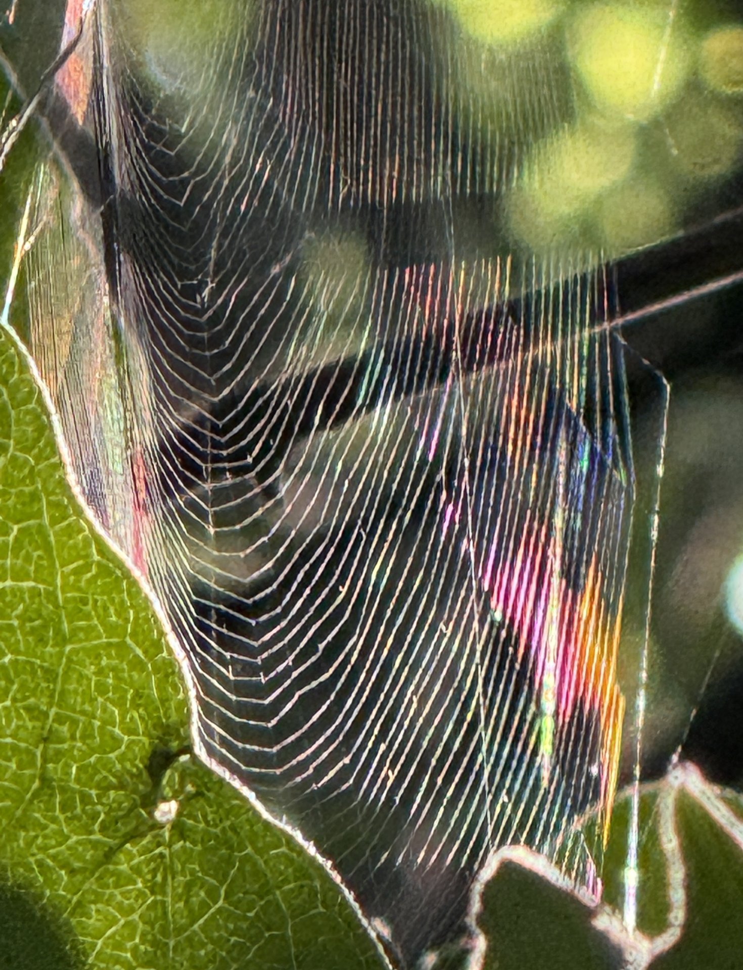 Color Palette