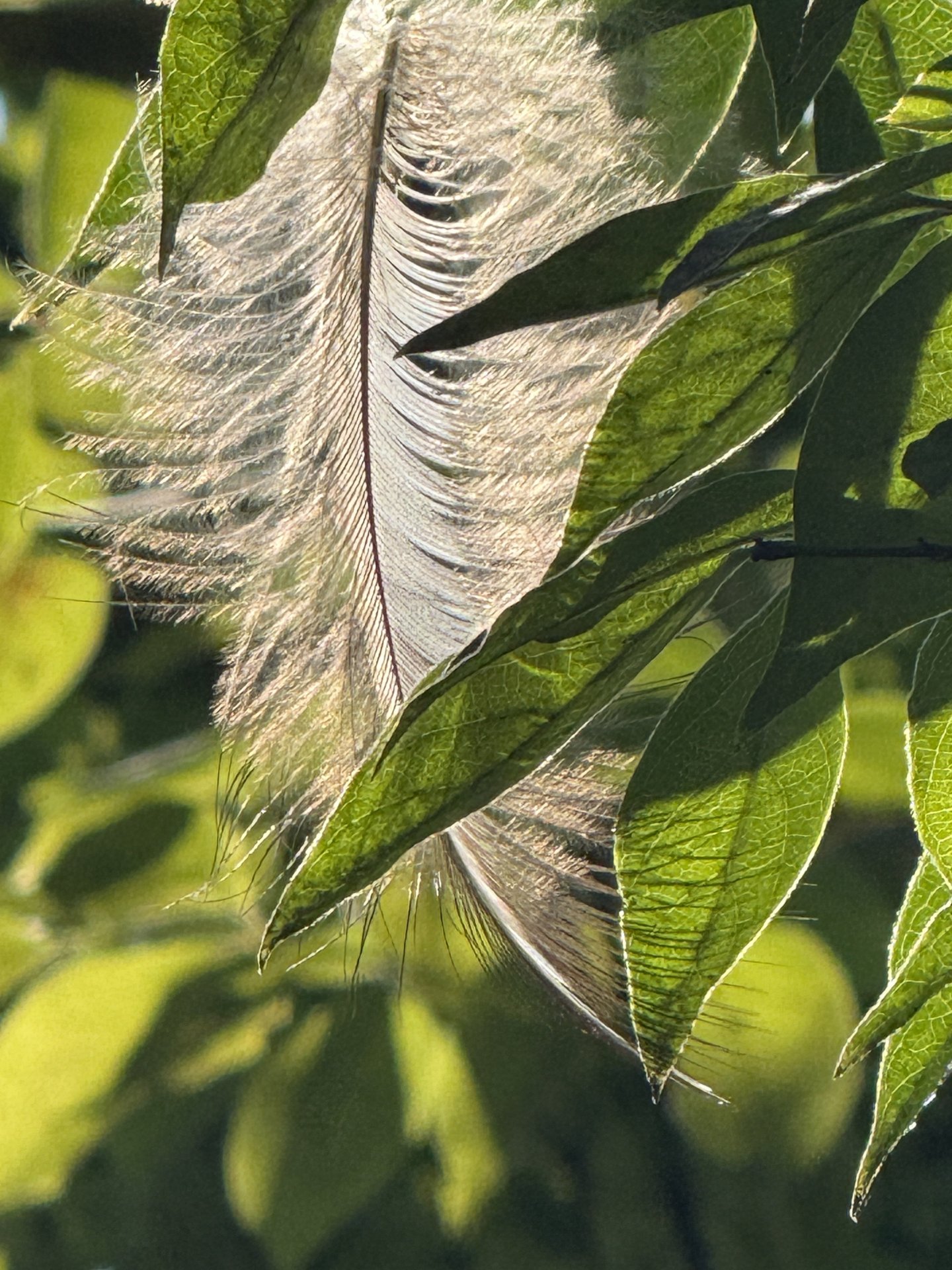 Feather Fruit