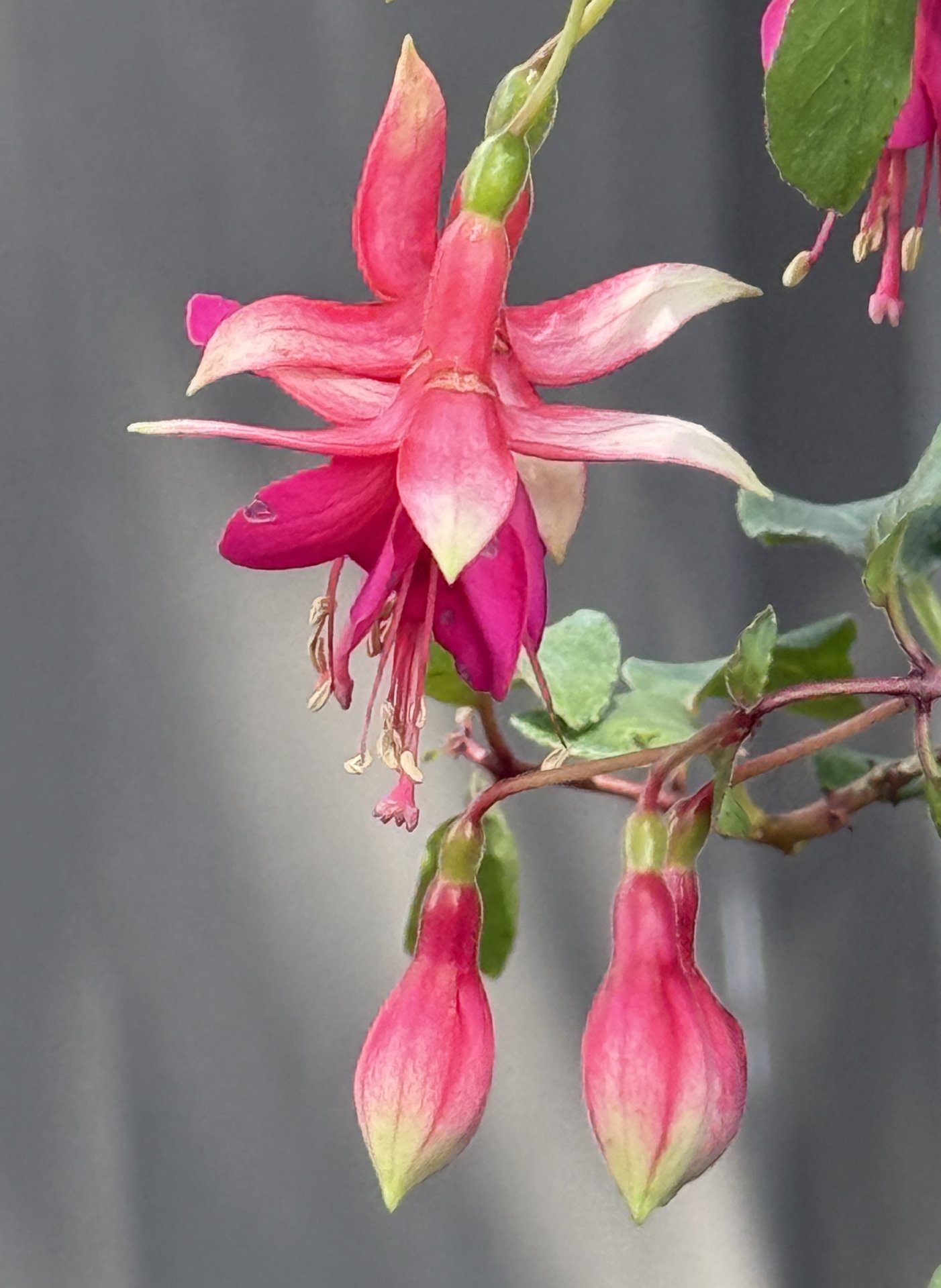 Fuchsia Fashion