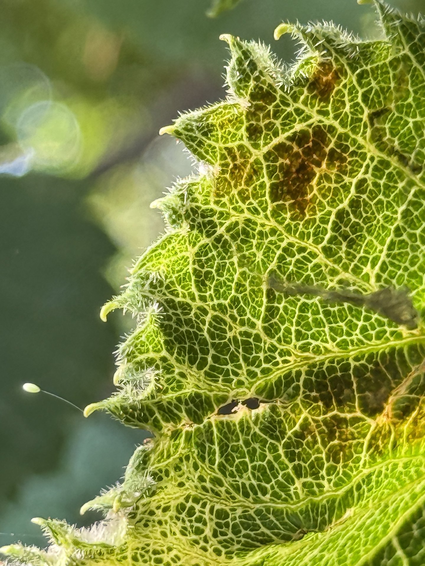 A Green and Growing Thing
