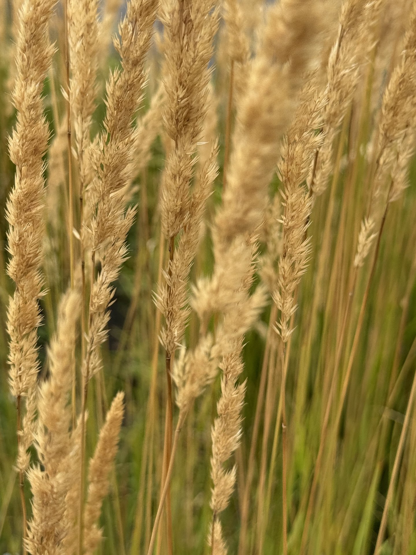 Late Summer Grass
