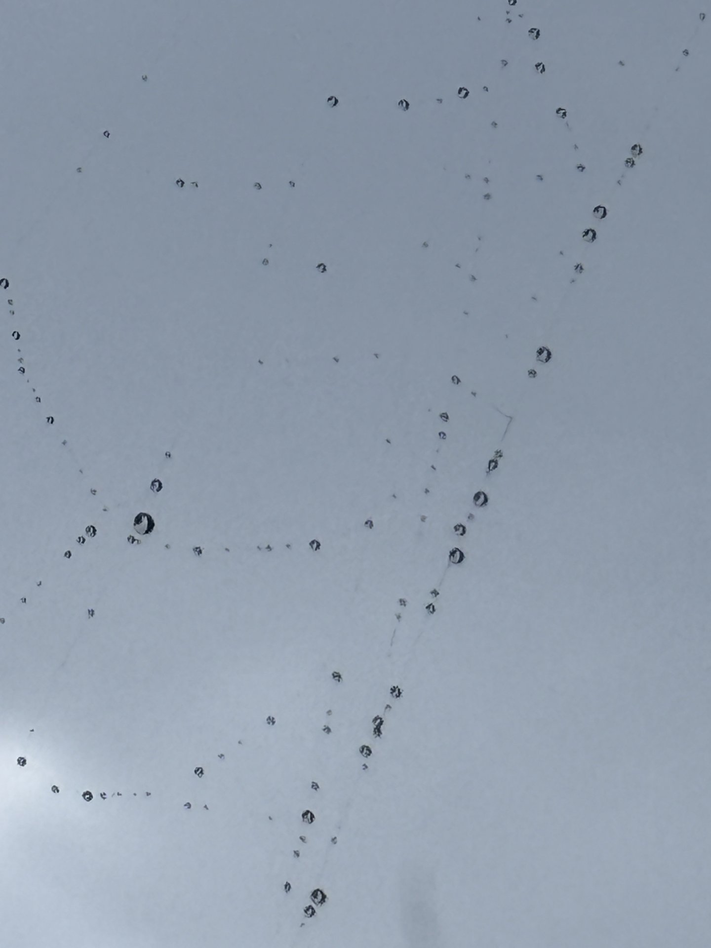 Spiderweb String of Pearls