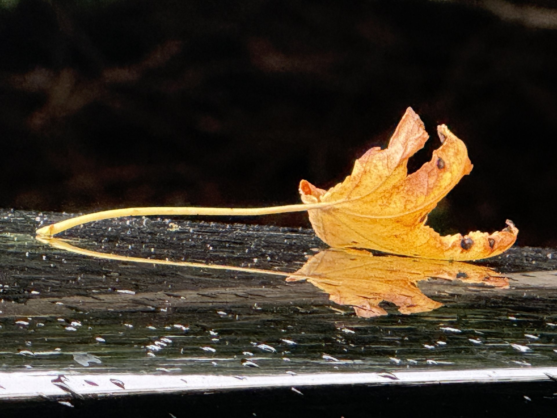 Repose After Rain
