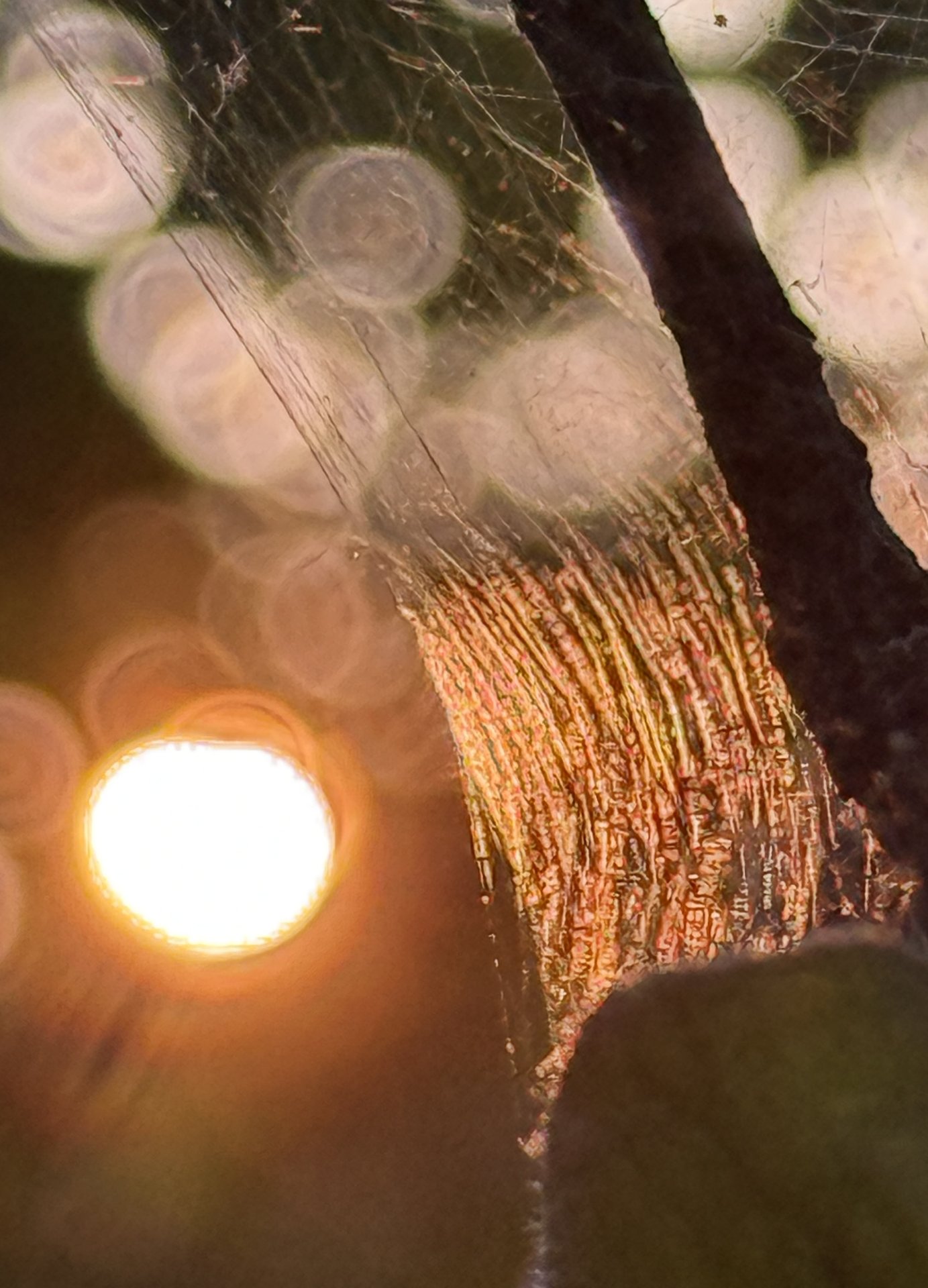 Spot Light