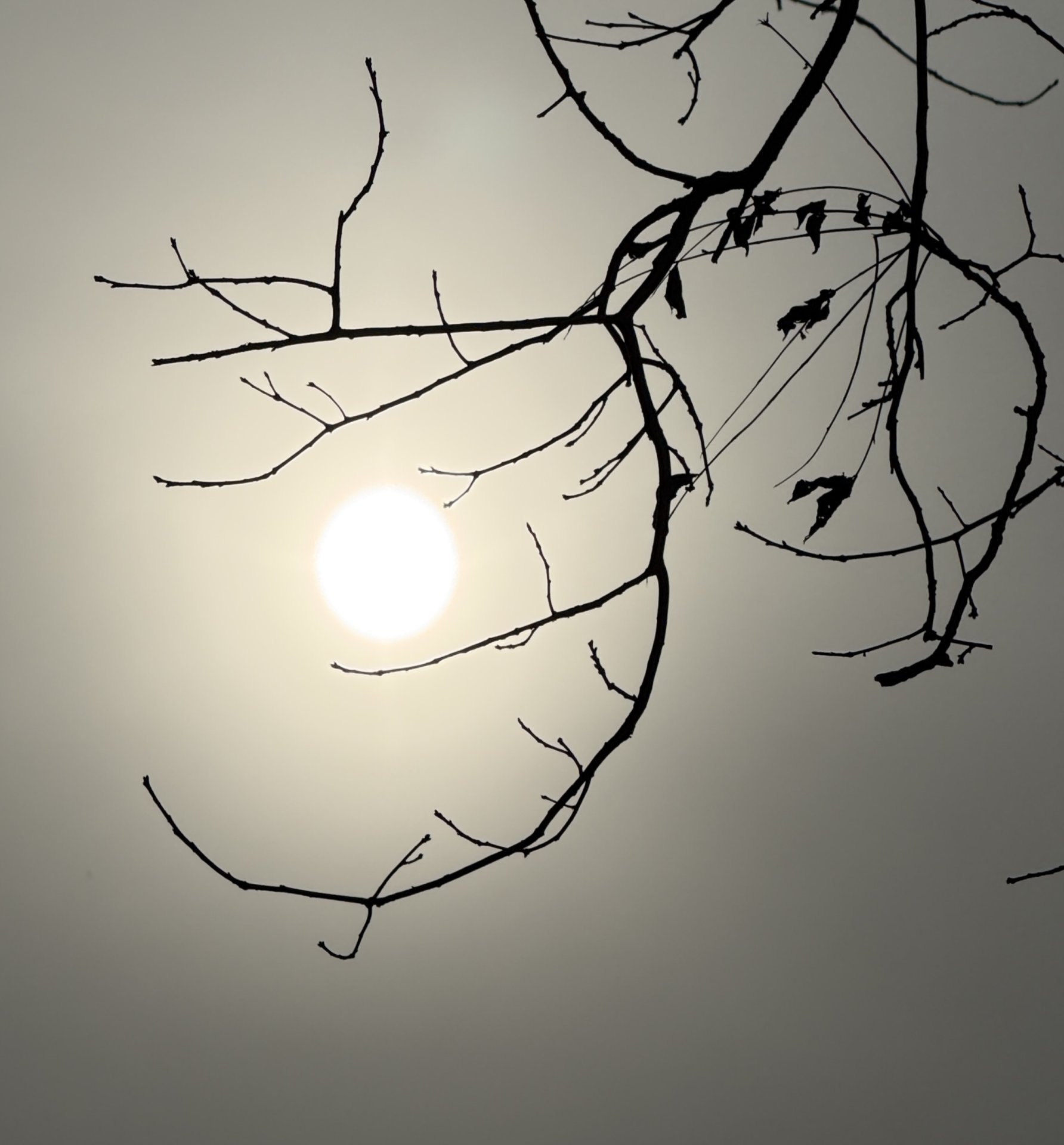 Sun Framed