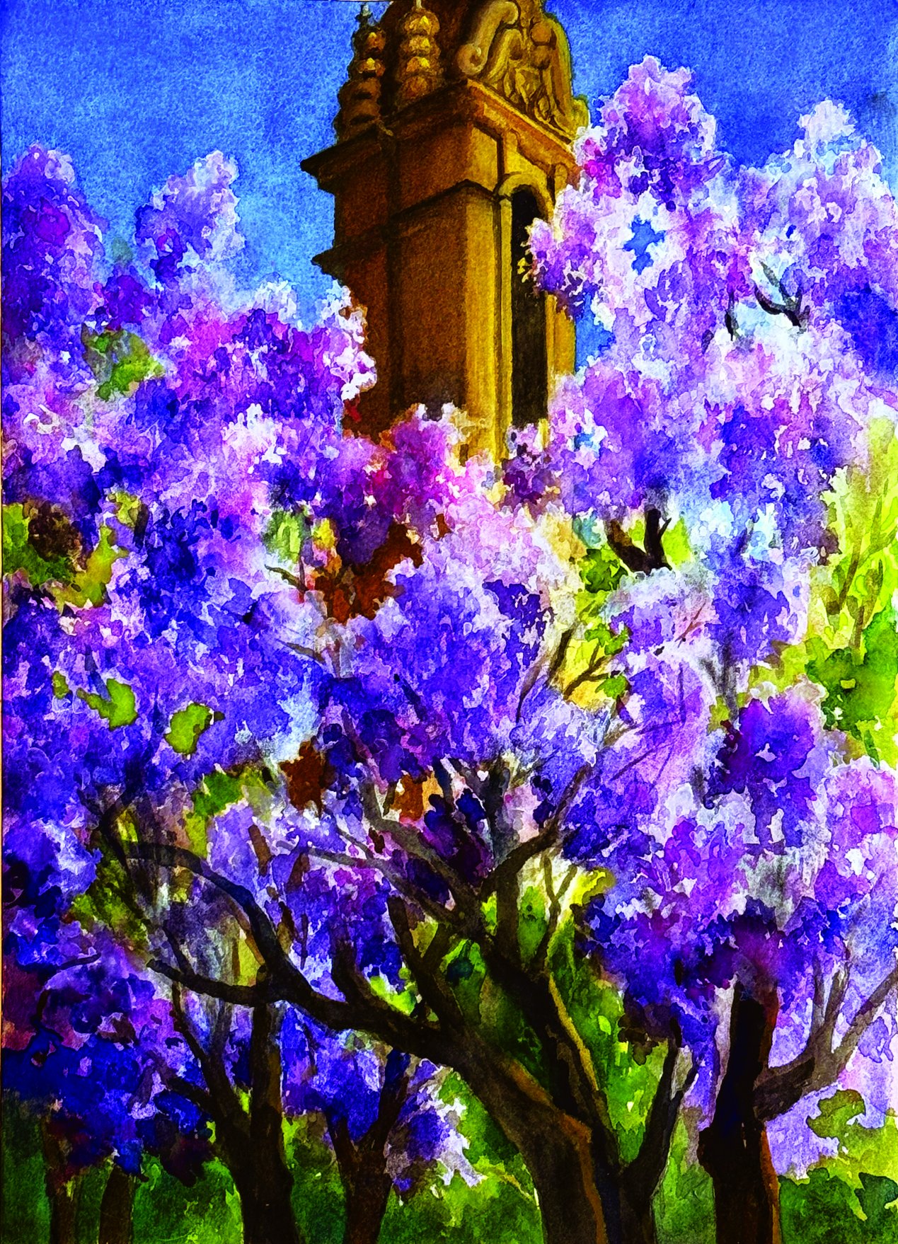 Jacarandas at Maryknoll, Cupertino, CA