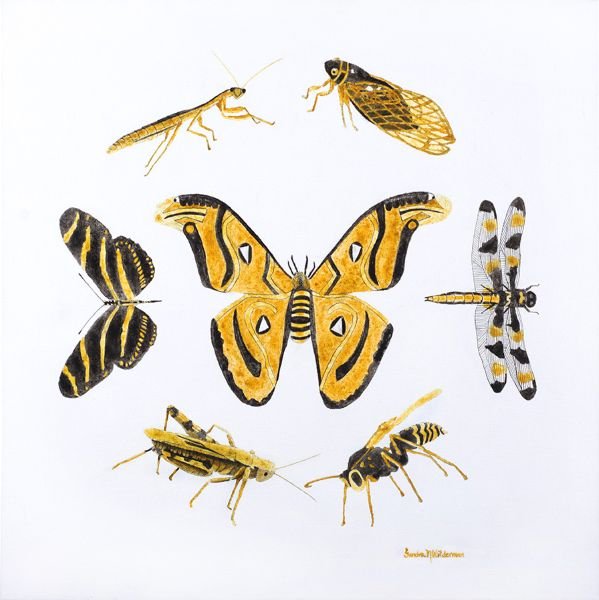 Insects:  We are more alike than we are different