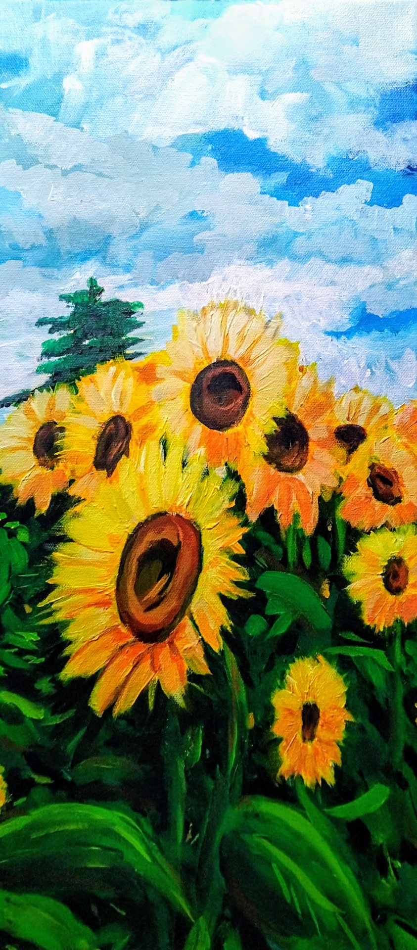 Sunflower Fields Aglow