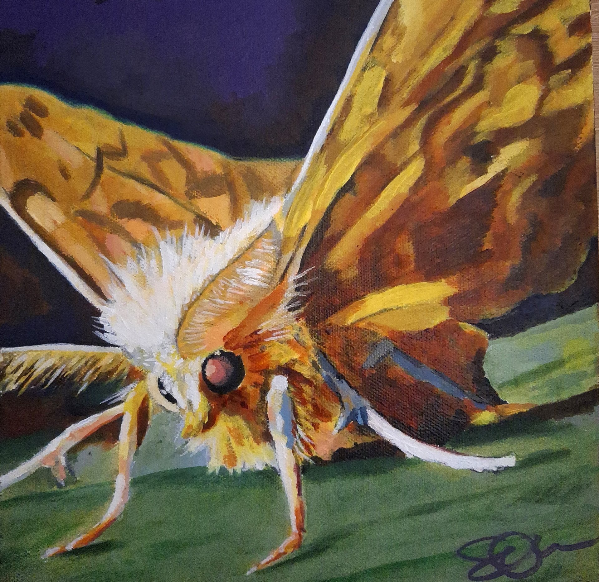 Wings of Amber Flame