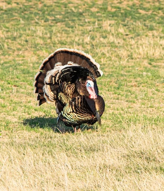 Tom Turkey during Spring mating season