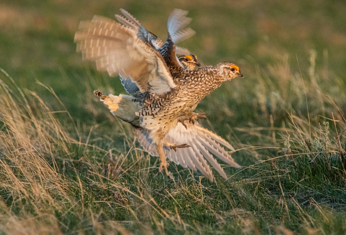 Sharp Tail Grouse Mixing it up